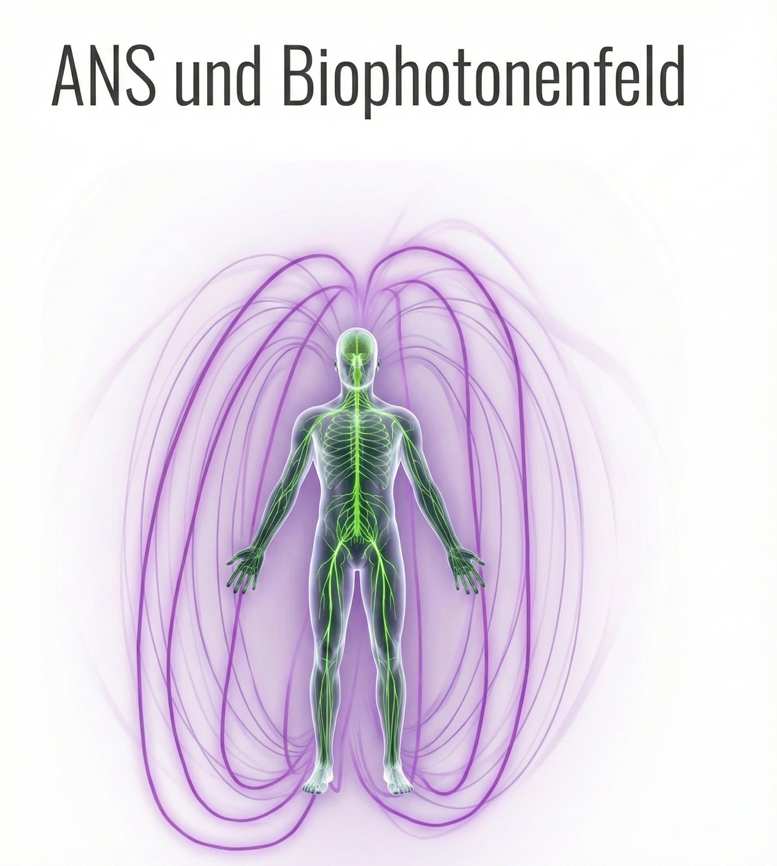 Biophotonenfeld
